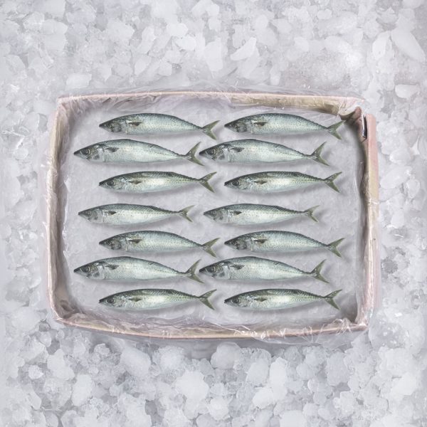 Sardine