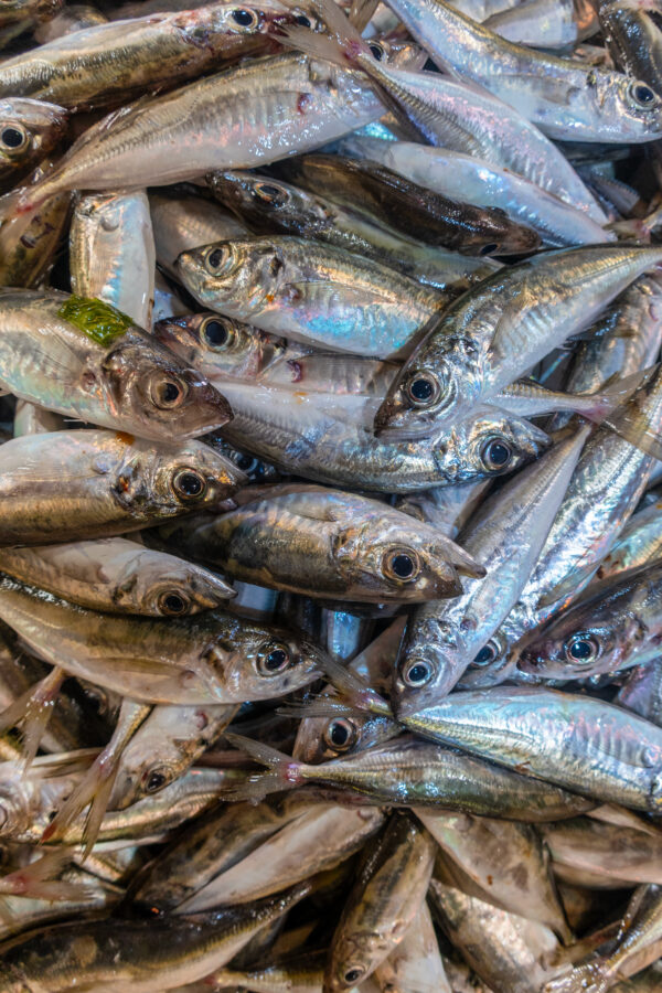 Chinchard