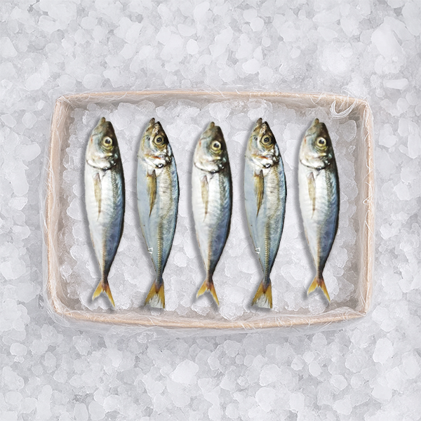Horse mackerel
