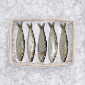Sardine