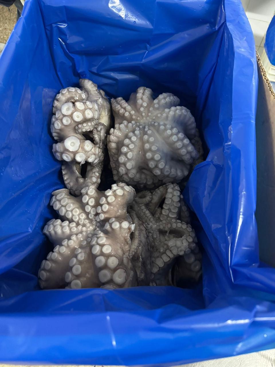 Octopus